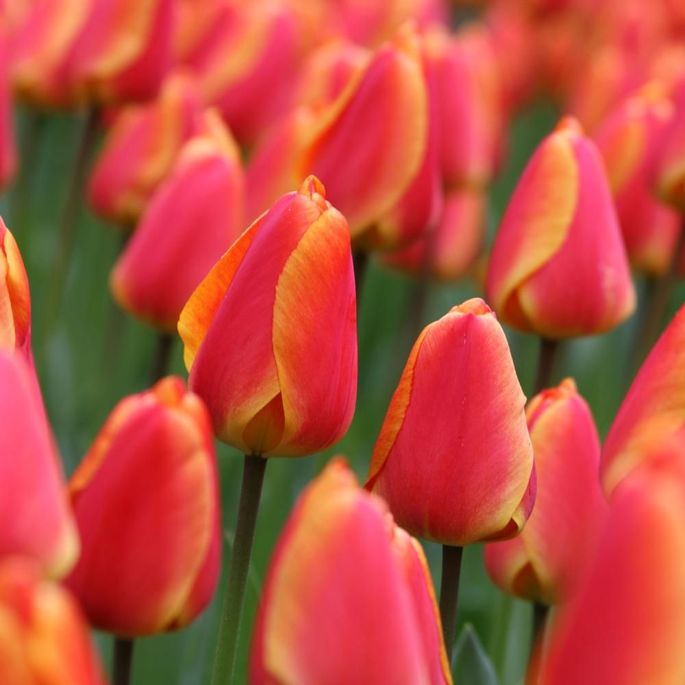 Tulipa 'Oxford's Elite'